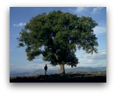 albero
