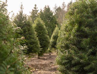 albero-di-natale-2019