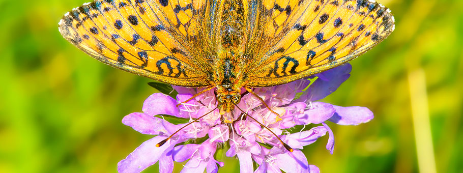 giornata-mondiale-della-biodiversità